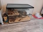 Gerbilarium/hamster terrarium, Dieren en Toebehoren, Knaagdieren en Konijnen | Hokken en Kooien, Zo goed als nieuw, Ophalen, Minder dan 60 cm