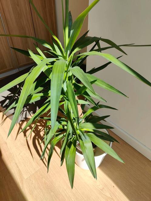 Yucca Elephantipes 2 stam - Palmlelie 120cm - in kwekerspot, Huis en Inrichting, Kamerplanten, Ophalen