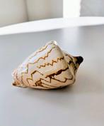 Cymbiola Nobilus Schelp, Ophalen of Verzenden, Zo goed als nieuw