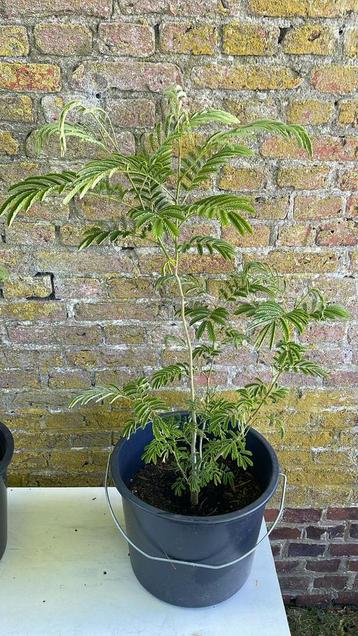 Perzische Slaapboom (Albizia Julibrissin) beschikbaar voor biedingen