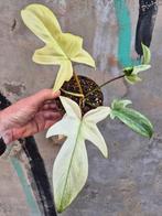 Philodendron Florida Ghost p12 (A), Ophalen of Verzenden, Overige soorten, Minder dan 100 cm