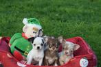 Chihuahua pups keuze uit kort en langharig, Rabiës (hondsdolheid), 15 weken tot 1 jaar, Buitenland, Meerdere