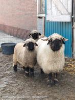 Wallischer Schwarznase meerdere dieren., Dieren en Toebehoren, Meerdere dieren, Schaap