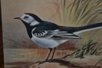 engeland 1945 vogel witte kwikstaart van ronald green, Ophalen, Ongelopen, Sterren en Beroemdheden