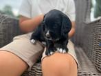 Prachtige pups nog een reu (engelse worcking cocker), Dieren en Toebehoren, Honden | Retrievers, Spaniëls en Waterhonden, Rabiës (hondsdolheid)