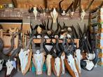 Hoorns,schedels,Afrika,geweien, kudu,oryx,buffel,springbok, Ophalen of Verzenden, Gebruikt, Wild dier, Schedel