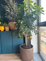 Prachtige citrus Calamondin in pot, Tuin en Terras, Planten | Bomen, In pot, Ophalen of Verzenden