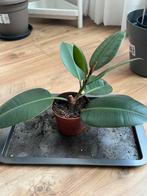 Ficus Elastica, Huis en Inrichting, Ophalen, Ficus, Minder dan 100 cm