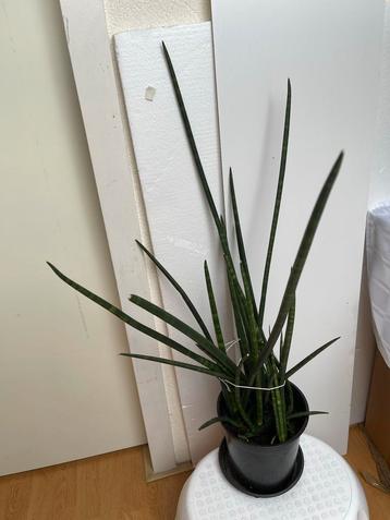Sansevieria Cylindrica Kamerplant beschikbaar voor biedingen