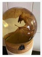 Korting XL glas bol, met echte opgezette vleermuis, Verzamelen, Dierenverzamelingen, Ophalen, Nieuw, Overige soorten, Opgezet dier