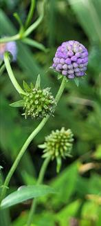 Blauwe knoop, Ophalen, Overige soorten, Volle zon