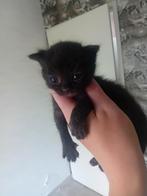 Kittens, Dieren en Toebehoren