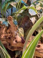 Epipedobates Anthonyi (tricolor kikker), Dieren en Toebehoren, Reptielen en Amfibieën, 0 tot 2 jaar