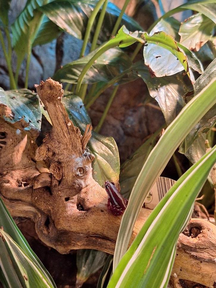 Epipedobates Anthonyi (tricolor kikker)