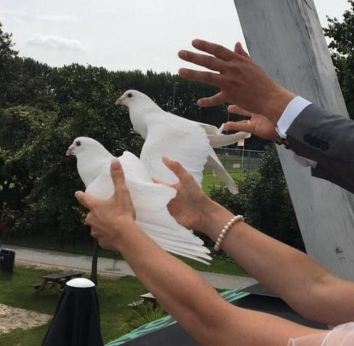 Bruidsduiven,  witte duiven,  postduiven, Dieren en Toebehoren, Vogels | Duiven, Postduif, Meerdere dieren