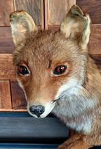 Taxidermie opgezette Franse vos., Verzamelen, Dierenverzamelingen, Ophalen of Verzenden, Zo goed als nieuw, Opgezet dier