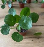 Pilea ‘Sugar’ stekjes (Beschikbaar: 6), Huis en Inrichting, Kamerplanten, Ophalen, Overige soorten, In pot, Minder dan 100 cm