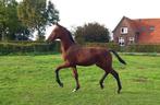 Goed bewegend dressuurhengstveulen, Dieren en Toebehoren, Paarden, Minder dan 160 cm, Niet van toepassing, Dressuurpaard, 0 tot 2 jaar