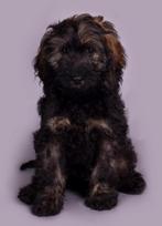 Huiskamernest cockapoo pups nog 1 reu beschikbaar, Dieren en Toebehoren, Rabiës (hondsdolheid), 8 tot 15 weken, Meerdere, Nederland