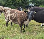Bonte ooi, Dieren en Toebehoren, Schapen, Geiten en Varkens, Vrouwelijk, Schaap, 0 tot 2 jaar