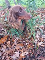 Prachtige FCI choco creme Kaninchen Teckel Dekreu, Dieren en Toebehoren, Honden | Dekreuen, Rabiës (hondsdolheid), Reu, Meerdere