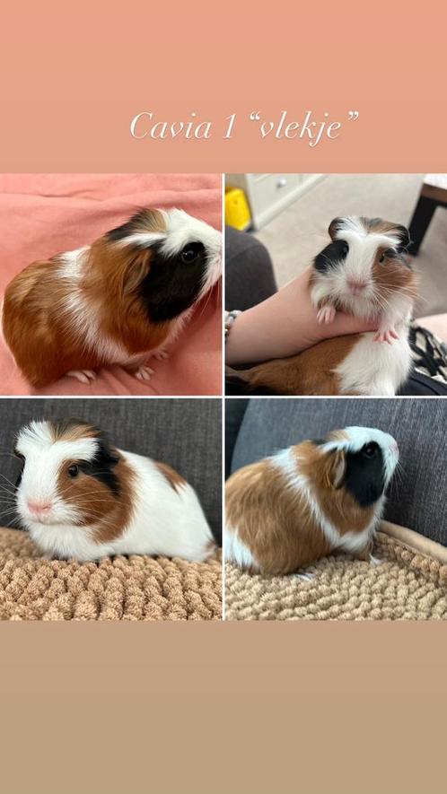 Drie lieve cavia beertjes, Dieren en Toebehoren, Knaagdieren, Mannelijk, Cavia, Na 1 juli 2024, Tam
