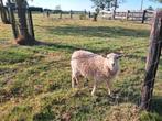 Mooi oeusant ooitje te koop!, Dieren en Toebehoren, Schapen, Geiten en Varkens, Vrouwelijk, Schaap, 0 tot 2 jaar