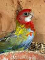 Zwartgolden split opaline rosella, Dieren en Toebehoren, Meerdere dieren, Parkiet