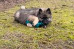 Wolfskees pups, keeshond, wolfsgrauw reutjes!!🩵, Parvo, Keeshond, 8 tot 15 weken, Meerdere