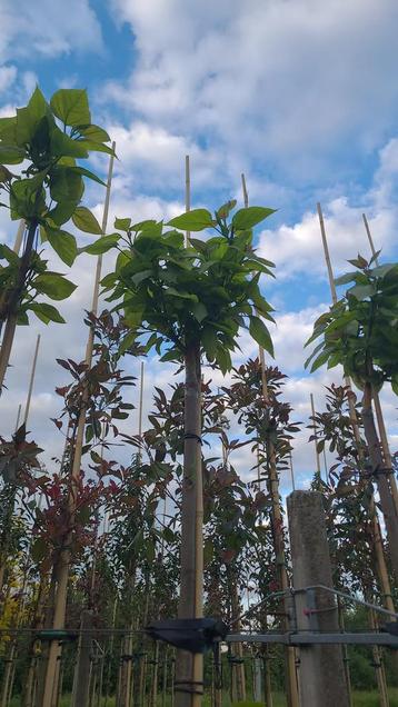 Bol catalpa bomen in verschillende maten leverbaar beschikbaar voor biedingen
