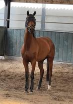 Net 4 jarige dressuur merrie, Dieren en Toebehoren, Paarden, Merrie, Gechipt, Dressuurpaard, 3 tot 6 jaar