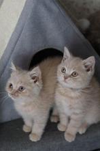 Britse korthaar kittens met stamboom beschikbaar ️, Meerdere dieren, Gechipt, 0 tot 2 jaar