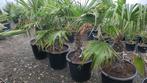 Trachycarpus Fortunei palmboom, Minder dan 100 cm, Volle zon, Ophalen, Palmboom