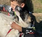 ZEER URGENT HELP LIEVE BORIS ERG ONGELUKKIG VERBLIJFT IN NL, Dieren en Toebehoren, Particulier, Rabiës (hondsdolheid), Reu, 1 tot 2 jaar