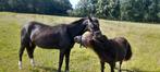 Lieve pony van 25 jaar maar super fit.merrie., Dieren en Toebehoren, Pony's, Merrie, Recreatiepony