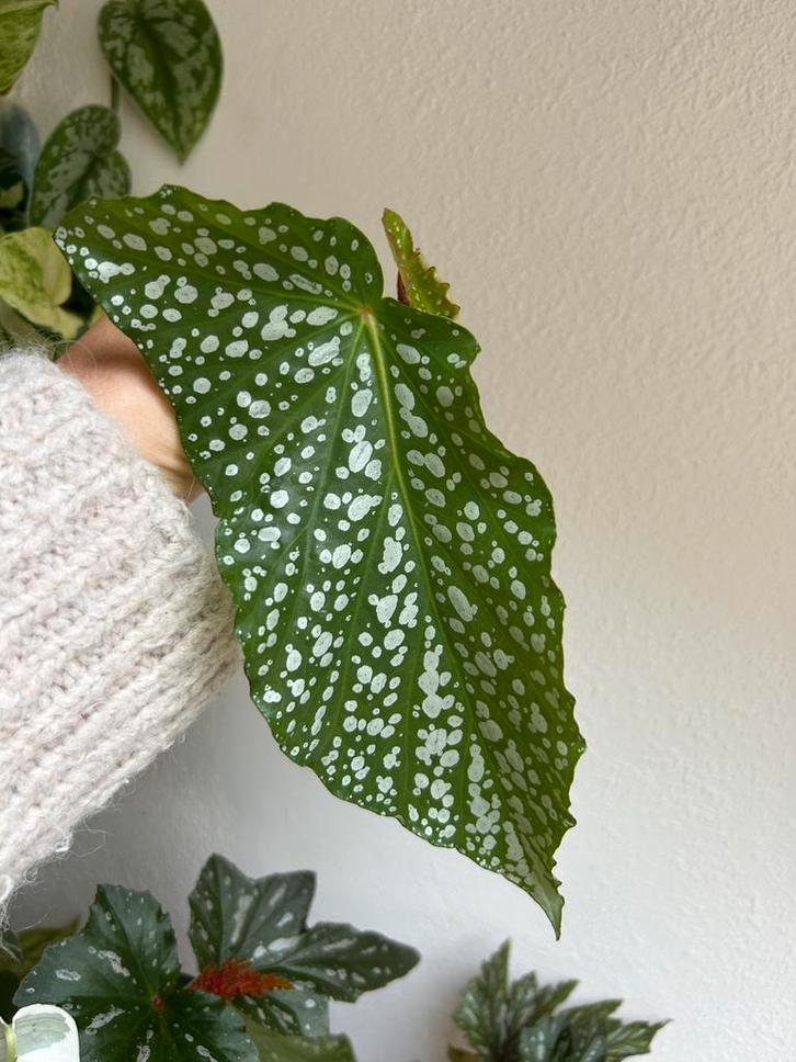 Begonia alamo ole, gewortelde stekken, zie adv., Huis en Inrichting, Kamerplanten, Minder dan 100 cm, Halfschaduw, Ophalen of Verzenden