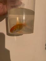 3x goudvis te koop/ ruil, Vis, Zoetwatervis