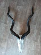 Grote Kudu trofee!, Ophalen, Schedel