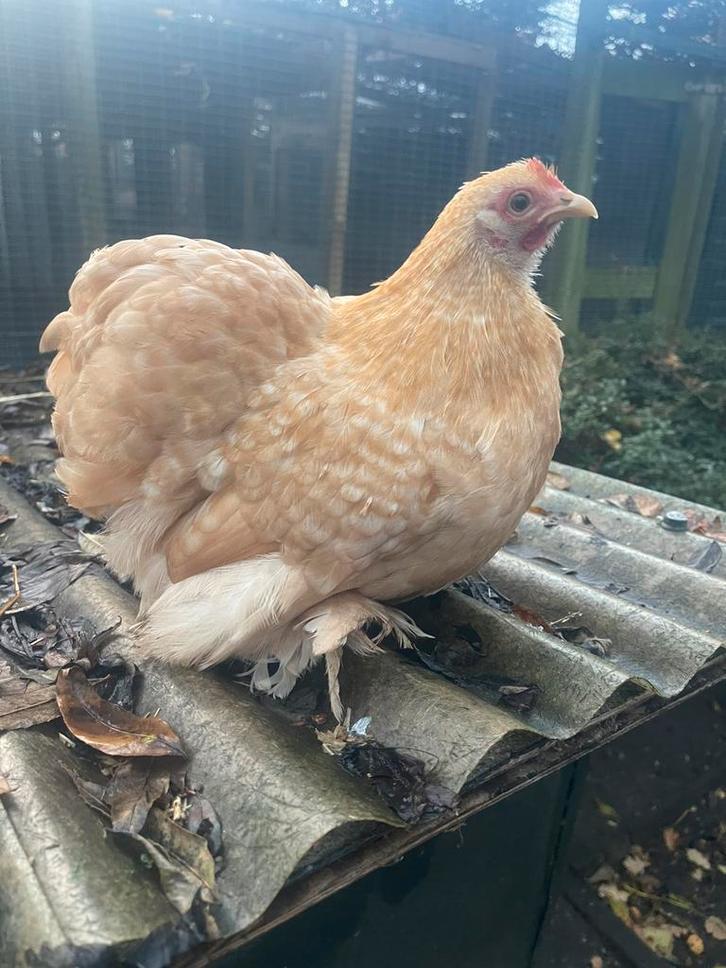 1 toom cochin kriel geelkoekoek, Dieren en Toebehoren, Pluimvee, Kip, Meerdere dieren