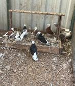 Jonge Birminghamrollers, Dieren en Toebehoren, Vogels | Duiven, Geslacht onbekend, Tuimelaar of Roller