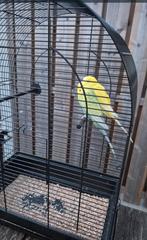 2 grasparkieten aangeboden, Dieren en Toebehoren, Vogels | Parkieten en Papegaaien, Meerdere dieren, Parkiet