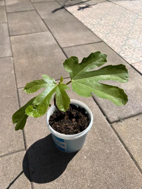 Vijgenstek Ronde de Bordeaux 20cm hoog, Tuin en Terras, Planten | Bomen, Overige soorten, Minder dan 100 cm, Volle zon, Ophalen