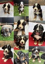 Berner Sennen x Appenzeller pups te koop, Meerdere, Meerdere dieren, Nederland, Particulier