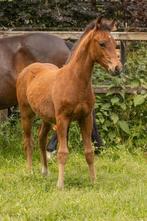 New forest hengstveulen, Hengst, Ontwormd, 0 tot 2 jaar