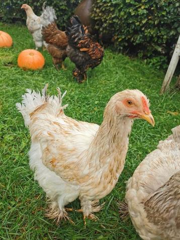 Prachtige, super tamme Brahma haan kleurslag Lemon Pyle beschikbaar voor biedingen