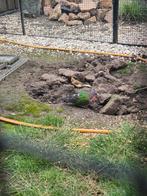 Groenvleugel duif doffer, Dieren en Toebehoren, Mannelijk, Tropenvogel