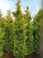 Gele coniferen 250-350 cm Cham. A. Alumigold haagplant, Ophalen, Conifeer, 100 tot 250 cm