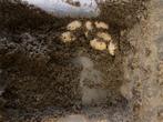 Varanus tristis tristis, Hagedis, Tam, 0 tot 2 jaar