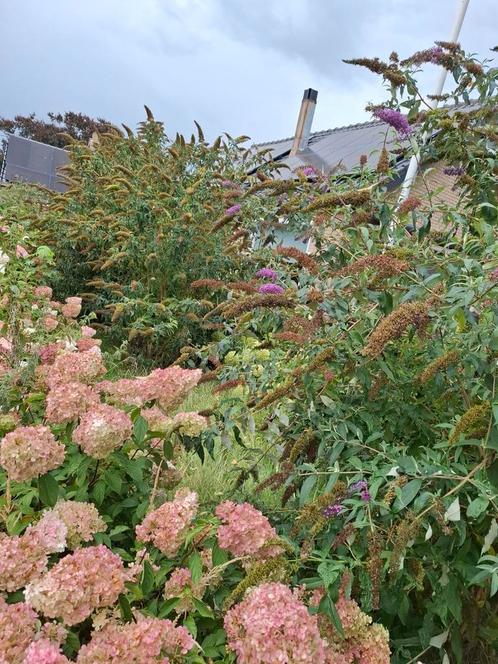 Gratis weg te halen en uitgraven vlinderstruiken sering snel, Tuin en Terras, Planten | Struiken en Hagen, Minder dan 100 cm, Ophalen
