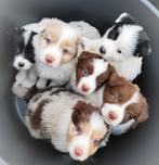 Super schattige, aparte Australian Shepherd x Border Collie, 8 tot 15 weken, Collie, Meerdere, Meerdere dieren